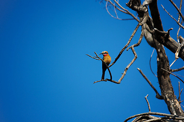 포토 JPG 해외이미지 나무 동물 야생동물 백그라운드 오렌지 아프리카 자연 조류 하늘 가면 앉기 사람없음 가로 초록색 파란색 컬러풀 머리 환경 검은색 사진촬영 회색 흰색 나뭇가지 보호 작음 벌 사파리 깃털 부리 계산서 궤 남아프리카 이국적 카피스페이스 해외202004 해외포토 식물 나라 컬러 곤충 컨셉 과일 모션 신체부위 촬영 공백 크기 생태계 파일형식 이미지허브