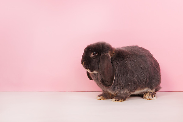 포토 JPG 해외이미지 한마리 응시 실내 사람없음 토끼 롭이어토끼 분홍색배경 흑토끼 해외포토 1 시선 분홍색 백그라운드 포유류 내부 반려동물 파일형식 이미지허브