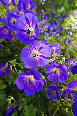 포토 JPG 해외이미지 꽃 분홍색 사람없음 목재 파란색 봄 점 제비꽃 제라늄 해외202004 해외포토 나무 식물 계절 컬러 재료 파일형식 이미지허브