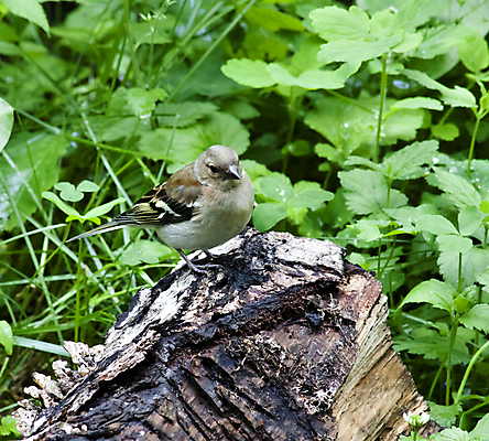 포토 JPG 해외이미지 동물 1 응시 계절 여자 야생동물 날개 노래 자연 조류 앉기 사람없음 야외 옆모습 초록색 여름 갈색 봄 흰색 관찰 숲 싱글 부리 내추럴 해외202004 해외포토 시선 음악 뷰포인트 컬러 모션 사람 생태계 파일형식 이미지허브