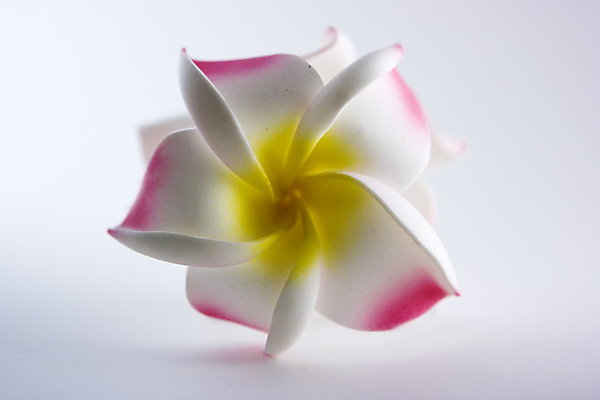 포토 JPG 해외이미지 식물 꽃잎 꽃 분홍색 꽃다발 백그라운드 잎 꽃무늬 발렌타인데이 사람없음 장식 빨간색 초록색 장미 노란색 흰색 직물 실크 다발 고립 인공 해외202004 해외포토 컬러 무늬 데이이벤트 파일형식 이미지허브