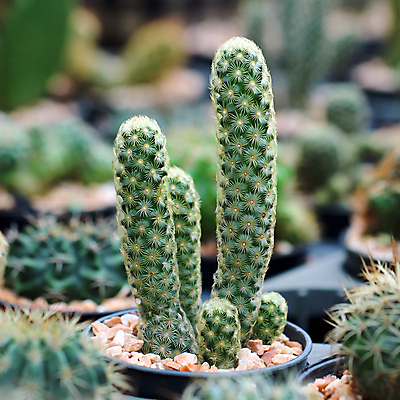 포토 JPG 해외이미지 식물 꽃 꽃다발 백그라운드 잎 꽃무늬 밭 농업 자연 새로움 선인장 사람없음 장식 초록색 여름 컬러풀 정원 사막 성장 벚꽃 나뭇가지 신선 화려 개화 가시 허브 날카로움 스파이크 찌르기 해외202004 해외포토 나무 계절 산업 컬러 컨셉 무늬 모션 생태계 파일형식 이미지허브