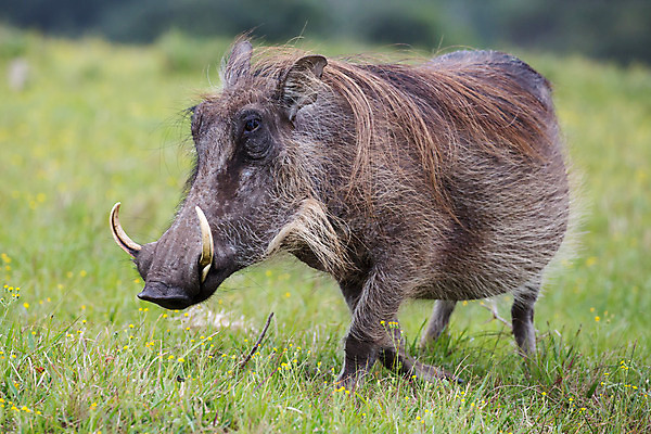 포토 JPG 해외이미지 동물 남자 얼굴 야생동물 밭 포유류 아프리카 자연 사람없음 야외 초록색 갈색 흰색 황무지 치아 사파리 묘사 질감 내추럴 동물상 못생김 해외202004 해외포토 나라 컬러 농업 사람 신체부위 조형물 소화기관 생태계 파일형식 이미지허브