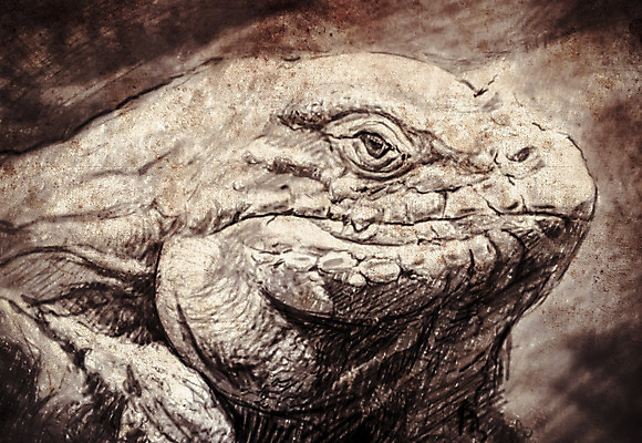 포토 JPG 해외이미지 동물 캐릭터 손 디자인 행복 실루엣 야생동물 백그라운드 일러스트 파충류 모션 자연 추상 흑백 동물원 양서류 미술 사람없음 그래픽 세로 초록색 검은색 흰색 만화 문신 피부 사인 그림 꼬리 클립 도마뱀 이구아나 고립 세피아 캐리커처 해외202004 해외포토 감정 컬러 무늬 문화예술 촬영기법 신체부위 생태계 파일형식 이미지허브