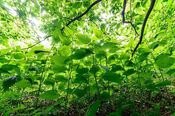 포토 JPG 해외이미지 식물 계절 공원 꽃 백그라운드 잎 밭 농업 자연 날씨 풍경 잔디 사람없음 야외 초록색 여름 빛 햇빛 태양 농장 노란색 환경 정원 맑음 일몰 봄 성장 흰색 시골 신선 낟알 땅 허브 내추럴 땅바닥 생태학 해외202004 해외포토 자연요소 공공시설 교육 산업 컬러 바닥 노을 생태계 파일형식 이미지허브