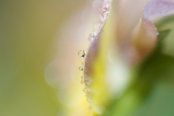 포토 JPG 해외이미지 식물 꽃 백그라운드 자연 씨앗 사람없음 물 떨어짐 제비꽃 오리지널 해외202004 해외포토 자연요소 컨셉 생태계 파일형식 이미지허브
