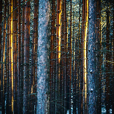 포토 JPG 해외이미지 나무 식물 계절 공원 길 여행 백그라운드 잎 자연 벽지 하늘 아침 풍경 사람없음 야외 목재 초록색 여름 파란색 빛 컬러풀 햇빛 태양 환경 맑음 봄 광선 가을 시골 신선 숲 장면 내추럴 해외202004 해외포토 주간 자연요소 공공시설 컬러 재료 날씨 생태계 파일형식 이미지허브