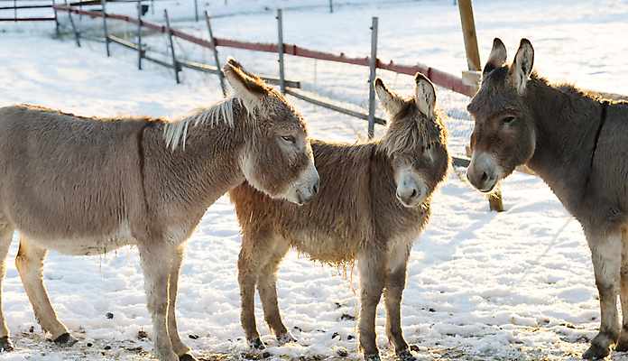 포토 JPG 해외이미지 동물 얼굴 겨울 3 사람없음 빨간색 울타리 갈색 검은색 회색 흰색 닫기 귀 당나귀 해외202004 해외포토 계절 컬러 모션 신체부위 담장 말_동물 파일형식 이미지허브