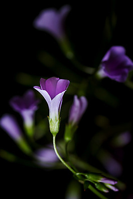 포토 JPG 해외이미지 식물 꽃 분홍색 꽃무늬 자연 사람없음 정원 보라색 어둠 흰색 토끼풀 야간 해외202004 해외포토 자연요소 컬러 무늬 생태계 파일형식 이미지허브