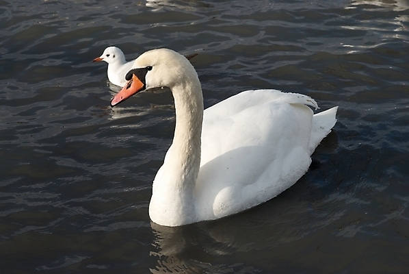 포토 JPG 해외이미지 주간 호수 두마리 사람없음 야외 백조 해외202004 해외포토 자연요소 2 조류 파일형식 이미지허브