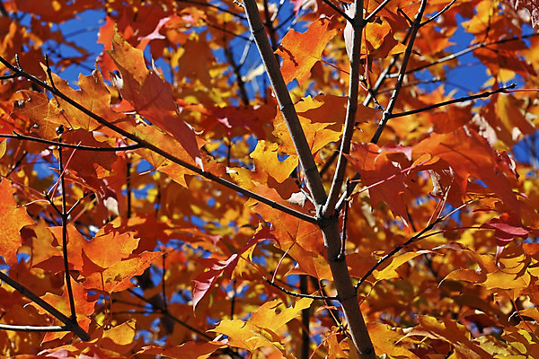 포토 JPG 해외이미지 나무 식물 계절 공원 단풍 잎 오렌지 자연 사람없음 야외 빨간색 컬러풀 햇빛 노란색 맑음 활발 가을 나뭇가지 숲 9월 10월 해외202004 해외포토 공공시설 컬러 컨셉 과일 날씨 태양 날짜 생태계 파일형식 이미지허브