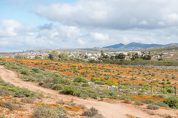 포토 JPG 해외이미지 식물 꽃 겨울 오렌지 학교 아프리카 주택 풍경 사람없음 건물 도시풍경 마을 시골 데이지 타운 천연기념물 남아프리카 해외202004 해외포토 건축물 계절 교육 나라 과일 도시 파일형식 이미지허브