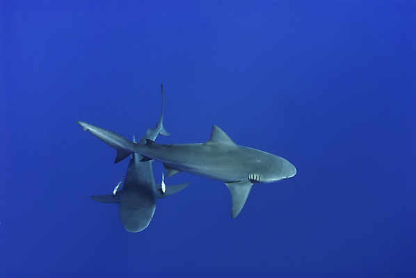 포토 JPG 해외이미지 사람없음 상어 해외202004 해외포토 어류 파일형식 이미지허브