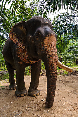포토 JPG 해외이미지 동물 구름 캐릭터 공원 아시아 야생동물 백그라운드 포유류 모션 아프리카 자연 벽지 하늘 추상 코끼리 동물원 그림자 미술 동양인 사람없음 야외 환경 힘 산책 사막 수확 기둥 큼 인도인 사파리 케냐 부족 고립 마사이족 세련 해외202004 해외포토 자연요소 외국인 공공시설 건축 나라 컨셉 무늬 농업 문화예술 휴식 인종 크기 생태계 파일형식 이미지허브