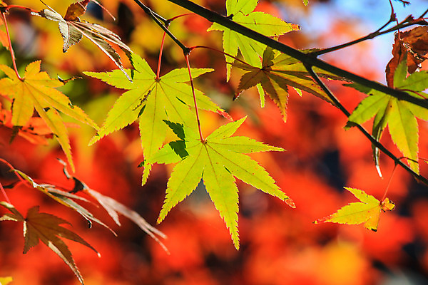 포토 JPG 해외이미지 나무 식물 계절 공원 실루엣 도로 여행 백그라운드 무지개 잎 패턴 자연 하늘 지붕 휴식 풍경 사람없음 빨간색 파란색 빛 컬러풀 햇빛 태양 정원 일본 활발 덮개 가을 나뭇가지 신선 보행로 닫기 숲 그늘 오솔길 강렬 해외202004 해외포토 자연요소 공공시설 아시아 길 컬러 컨셉 무늬 교통시설 모션 촬영기법 뚜껑 생태계 파일형식 이미지허브