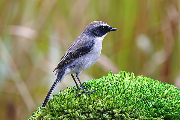 포토 JPG 해외이미지 나무 동물 여자 남자 아시아 얼굴 야생동물 백그라운드 날개 자연 조류 사람없음 야외 목재 가로 초록색 컬러풀 머리 환경 회색 나뭇가지 막대기 닫기 숲 깃털 꼬리 부리 서식지 생태학 이국적 해외202004 해외포토 식물 교육 나라 컬러 재료 모션 사람 신체부위 생태계 파일형식 이미지허브