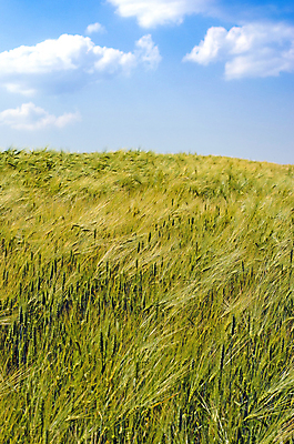 포토 JPG 해외이미지 식물 구름 계절 음식 백그라운드 밭 농업 자연 하늘 아침 날씨 건강 씨앗 풍경 사람없음 야외 초록색 여름 파란색 농작물 햇빛 농장 농경지 우주 환경 봄 수확 성장 시골 신선 낟알 시리얼 밀 먹기 유기농 질감 밀짚 내추럴 호밀 세련 해외202004 해외포토 주간 자연요소 웰빙 산업 컬러 모션 곡류 태양 짚 생태계 파일형식 이미지허브