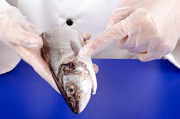 포토 JPG 해외이미지 백인 직업 옷 여자 유니폼 건강 어류 요리 사람 사람없음 머리 주방 식당 요리사 추위 흰색 신선 업무 해산물 직원 보여주기 베이스 해외202004 해외포토 서양인 컬러 모션 현악기 신체부위 상점 수중동물 작업 파일형식 이미지허브