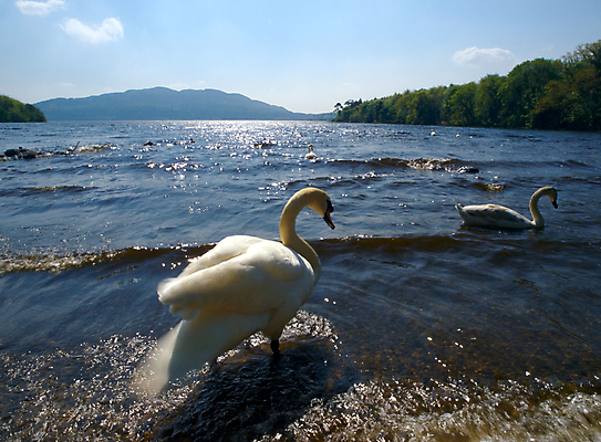 포토 JPG 해외이미지 주간 나무 구름 호수 두마리 하늘 사람없음 야외 백조 해외202004 해외포토 자연요소 식물 2 조류 파일형식 이미지허브