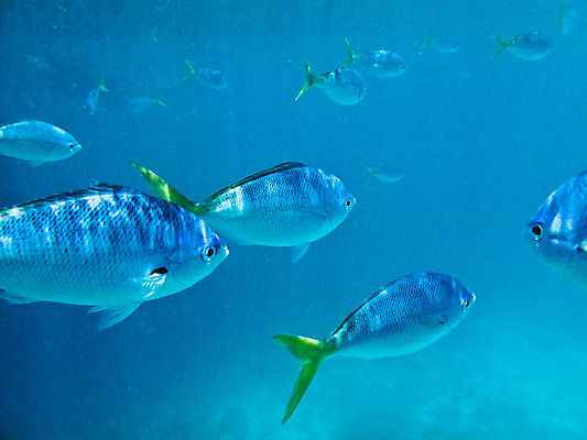 포토 JPG 해외이미지 동물 파도 바다 여행 백그라운드 학교 모션 자연 낚시 열대 저울 어류 풍경 사람없음 야외 물 파란색 컬러풀 노란색 우주 수중 수영 자유 탐험 신선 잡기 액체 산호 은색 꼬리 지느러미 암초 수족관 내추럴 고립 소금물 이국적 해외202004 해외포토 자연요소 교육 컬러 컨셉 레저 수중동물 수상스포츠 자포동물 생태계 파일형식 이미지허브