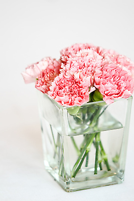 포토 JPG 해외이미지 꽃 사람없음 카네이션 해외202004 해외포토 식물 파일형식 이미지허브