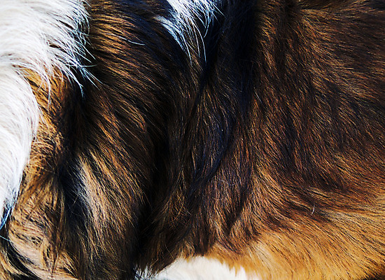 포토 JPG 해외이미지 동물 야생동물 조각 백그라운드 패턴 따뜻함 사람없음 갈색 검은색 줄무늬 코트 흰색 보호 피부 언덕 질감 합성 여우 해외202004 해외포토 컬러 컨셉 무늬 포유류 신체부위 외투 파일형식 이미지허브