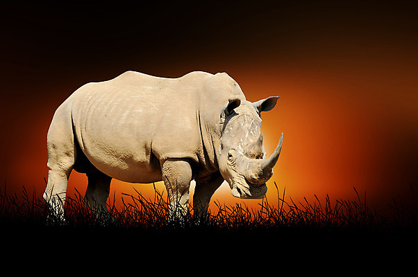 포토 JPG 해외이미지 동물 구름 공원 실루엣 야생동물 여행 백그라운드 오렌지 포유류 아프리카 자연 하늘 뿔 종류 서기 풍경 사람없음 야외 태양 검은색 힘 일몰 회색 흰색 행운 황무지 보호 위험 큼 사파리 싱글 멸종 케냐 코뿔소 남쪽 내추럴 동물상 사바나 전국 혼자 해외202004 해외포토 자연요소 공공시설 나라 컬러 컨셉 과일 모션 촬영기법 조형물 노을 크기 방향 생태계 파일형식 이미지허브