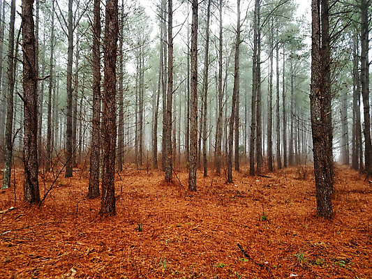 포토 JPG 해외이미지 나무 계절 도로 백그라운드 자동차 자연 아침 따뜻함 그림자 풍경 사람없음 초록색 빛 일출 검은색 어둠 안개 가을 나뭇가지 숲 공상 마법 해외202004 해외포토 주간 식물 길 육상교통 컬러 교통시설 날씨 노을 생태계 파일형식 이미지허브