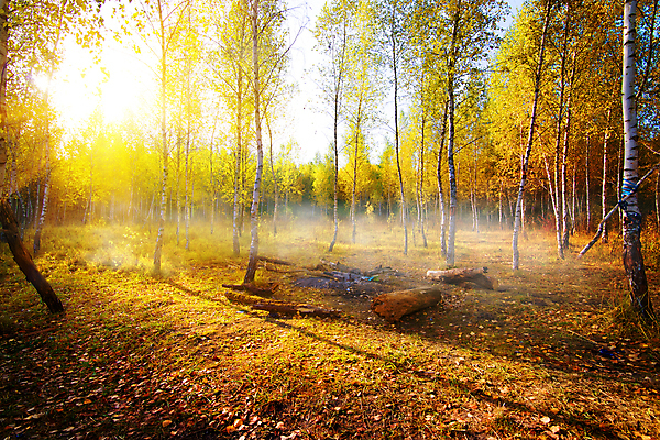 포토 JPG 해외이미지 주간 낙엽 자연 사람없음 야외 햇빛 가을풍경 가을 자작나무 자작나무숲 해외202004 해외포토 자연요소 나무 계절 잎 풍경 태양 숲 생태계 파일형식 가을_계절 이미지허브