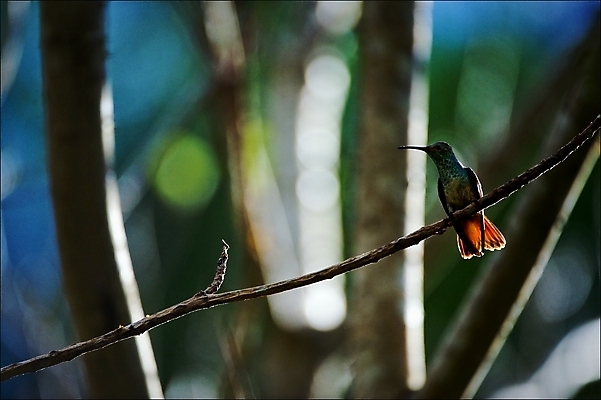 포토 JPG 해외이미지 동물 야생동물 날개 모션 자연 조류 사람없음 야외 빨간색 초록색 여름 파란색 컬러풀 태양 정원 관찰 작음 깃털 속도 부리 자연백그라운드 에메랄드 꿀 동물상 루비 벌새 코스타리카 카피스페이스 해외202004 해외포토 자연요소 계절 컬러 백그라운드 조형물 공백 중앙아메리카 크기 보석 생태계 파일형식 이미지허브