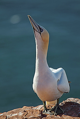 포토 JPG 해외이미지 동물 야생동물 자연 조류 독일 사람없음 흰색 암초 해외202004 해외포토 유럽 컬러 생태계 파일형식 이미지허브