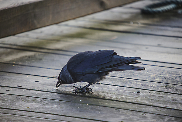 포토 JPG 해외이미지 동물 1 응시 유럽 야생동물 백그라운드 겨울 가족 자연 조류 노르웨이 풍경 사람없음 야외 검은색 회색 흰색 관찰 우아함 깃털 생태계 생물학 부리 서식지 까마귀 고립 동물상 땅바닥 스칸디나비아 해외202004 해외포토 시선 계절 교육 나라 컬러 컨셉 관계 모션 바닥 조형물 파일형식 이미지허브