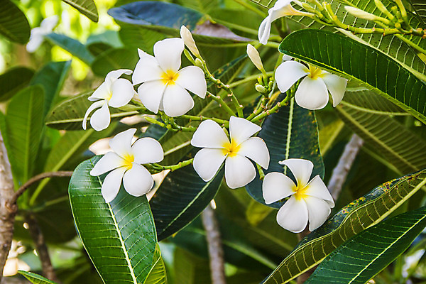 포토 JPG 해외이미지 나무 식물 꽃잎 꽃 백그라운드 잎 꽃무늬 자연 휴식 사람없음 장식 초록색 여름 노란색 정원 스파 봄 벚꽃 흰색 신선 개화 내추럴 고립 해외202004 해외포토 계절 컬러 컨셉 무늬 생태계 파일형식 이미지허브