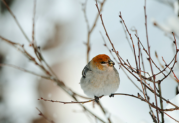 포토 JPG 해외이미지 나무 동물 계절 공원 여자 야생동물 음식 백그라운드 겨울 날개 자연 조류 종류 사람없음 빨간색 컬러풀 얼음 검은색 추위 흰색 나뭇가지 소나무 숲 작음 12월 먹기 깃털 부리 북쪽 알래스카 내추럴 동물상 해외202004 해외포토 자연요소 식물 공공시설 컬러 모션 사람 조형물 미국 날짜 크기 방향 생태계 파일형식 이미지허브