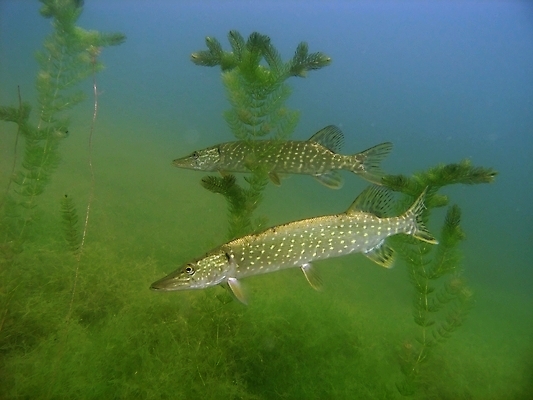 포토 JPG 해외이미지 식물 동물 호수 야생동물 잎 자연 어류 사람없음 초록색 물 수중 스노클링 동물상 민물 해외202004 해외포토 자연요소 컬러 조형물 수중동물 수상스포츠 생태계 파일형식 이미지허브