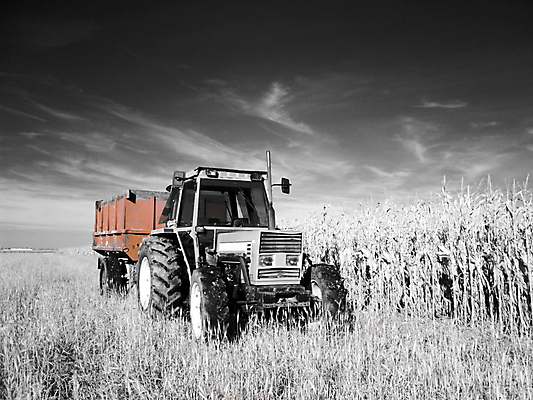 포토 JPG 해외이미지 식물 구름 산업 밭 농업 자연 하늘 풍경 사람없음 빨간색 농작물 농장 환경 검은색 기계 운전 수확 성장 흰색 시골 바퀴 트랙터 트레일러 밭일 적외선 해외202004 해외포토 자연요소 컬러 모션 농기계 생태계 특수차량 파일형식 이미지허브