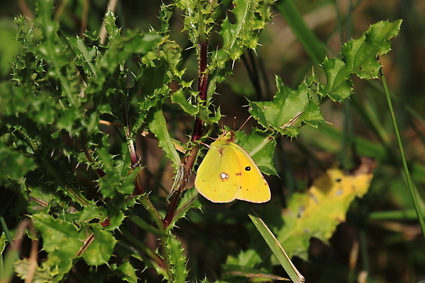 포토 JPG 해외이미지 식물 동물 꽃 유럽 야생동물 분홍색 나비 곤충 날개 아프리카 자연 사람없음 초록색 노란색 보라색 흰색 닫기 벌레 클로버 작음 자주색 유기농 동물상 해외202004 해외포토 웰빙 나라 컬러 모션 조형물 크기 생태계 파일형식 이미지허브
