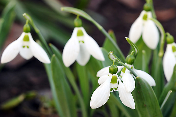 포토 JPG 해외이미지 꽃잎 꽃 잎 사람없음 아웃포커스 스노드롭 해외202004 해외포토 식물 촬영기법 파일형식 이미지허브