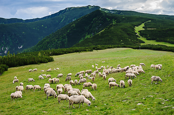 포토 JPG 해외이미지 주간 자연 풍경 사람없음 야외 초록색 가축 시골 양 해외202004 해외포토 자연요소 동물 컬러 포유류 생태계 파일형식 이미지허브