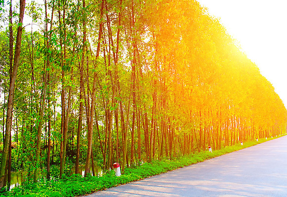 포토 JPG 해외이미지 나무 식물 길 잎 자연 풍경 사람없음 야외 목재 초록색 환경 맑음 봄 산책 나뭇가지 숲 오솔길 해외202004 해외포토 계절 컬러 재료 날씨 휴식 생태계 파일형식 이미지허브