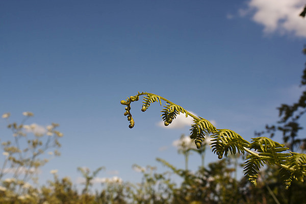 포토 JPG 해외이미지 길 백그라운드 밭 농업 자연 하늘 잉글랜드 풍경 사람없음 초록색 파란색 농장 봄 산책 시골 언덕 해외202004 해외포토 계절 산업 컬러 휴식 영국 생태계 파일형식 이미지허브