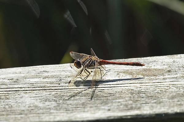 포토 JPG 해외이미지 동물 야생동물 곤충 날개 오렌지 자연 사람없음 야외 목재 빨간색 머리 잠자리 흉부 해외202004 해외포토 나무 컬러 과일 재료 신체부위 호흡기관 생태계 파일형식 이미지허브