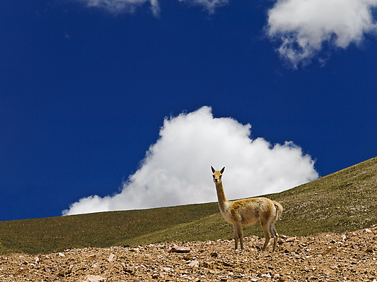 포토 JPG 해외이미지 동물 구름 척추동물 1 전통 야생동물 포유류 자연 산 털 풍경 사람없음 야외 초록색 파란색 미국 가축 침묵 흰색 황무지 정상 먹이 모피 칠레 남쪽 아르헨티나 내추럴 양모 라마 양털 찰과상 해외202004 해외포토 자연요소 컬러 북아메리카 소리 직물 남아메리카 상처 방향 생태계 파일형식 이미지허브
