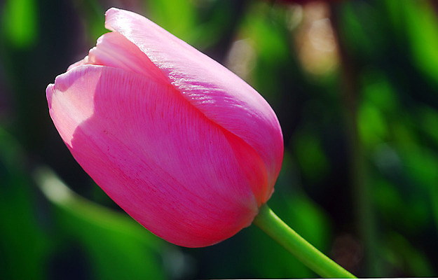 포토 JPG 해외이미지 식물 꽃 분홍색 밭 자연 사람없음 정원 봄 튤립 원예 향기 해외202004 해외포토 계절 컬러 농업 취미 생태계 냄새 파일형식 이미지허브