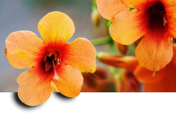 포토 JPG 해외이미지 식물 계절 꽃잎 꽃 행복 꽃다발 백그라운드 꽃무늬 자연 부활절 발렌타인데이 선물 사람없음 빨간색 초록색 여름 컬러풀 노란색 정원 맑음 보라색 봄 젖음 성장 벚꽃 흰색 신선 개화 닫기 다발 꽃집 묘사 원예 데이지 내추럴 고립 넘어짐 블러 해외202004 해외포토 기념일 감정 컬러 무늬 모션 데이이벤트 날씨 취미 상점 생태계 파일형식 이미지허브