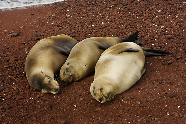 포토 JPG 해외이미지 동물 사람없음 검은색 잠 용암 해외202004 해외포토 컬러 파일형식 이미지허브