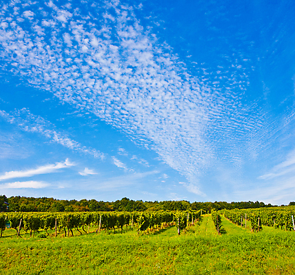 포토 JPG 해외이미지 식물 계절 열매 유럽 음료 백그라운드 잎 농업 다이어트 과일 자연 포도 독일 건강 풍경 사람없음 초록색 여름 와인 정원 주스 성장 가을 흰색 나뭇가지 신선 닫기 달콤 맛 샴페인 다발 만족 유기농 질감 포도밭 포도나무 내추럴 건포도 옛날 채식주의자 해외202004 해외포토 나무 웰빙 감정 나라 산업 컬러 컨셉 밭 모션 주류 과일나무 생태계 채식 건과일 파일형식 이미지허브