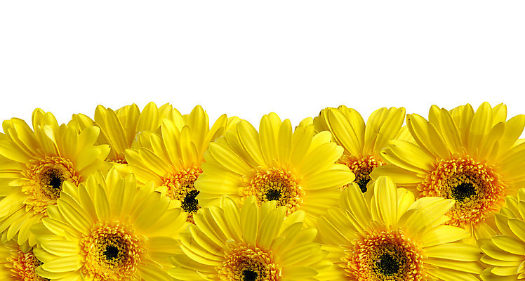 포토 JPG 해외이미지 식물 꽃잎 꽃 꽃다발 백그라운드 꽃무늬 패턴 자연 하늘 사람없음 장식 세로 초록색 여름 파란색 빛 컬러풀 태양 노란색 정원 맑음 봄 활발 벚꽃 축하 원형 개화 그룹 유기농 원예 내추럴 해외202004 해외포토 자연요소 도형 웰빙 계절 컬러 컨셉 무늬 날씨 취미 생태계 파일형식 이미지허브