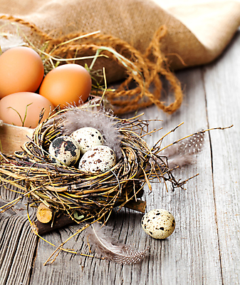 포토 JPG 해외이미지 동물 음식 백그라운드 다이어트 재료 자연 조류 부활절 건강 요리 사람없음 목재 농장 갈색 바구니 계란 치킨 껍질 흰색 신선 원형 그룹 맛 아침식사 상품 작음 먹기 깃털 오브젝트 유기농 날것 내추럴 프랑스어 고립 단백질 메추리 생식 암탉 해외202004 해외포토 도형 나무 문자 웰빙 기념일 컬러 컨셉 농업 모션 알 식사 닭 크기 암컷 생태계 닭고기요리 영양소 파일형식 이미지허브