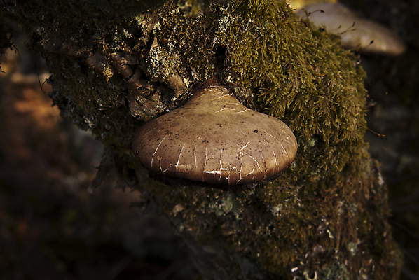 포토 JPG 해외이미지 식물 꽃 유럽 자연 북유럽 노르웨이 풍경 사람없음 야외 버섯 숲 삼림지대 스칸디나비아 해외202004 해외포토 나라 생태계 파일형식 이미지허브